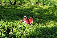 The Tea Gardens in Nuwara Eliya