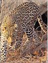 African Wildlife - Leopard
