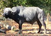 African Wildlife - African Buffalo