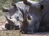 Rhinoceros - African Wildlife Animals in Africa