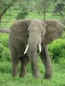 african-elephant