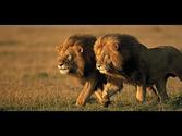 Super Pride Africas Largest Lion Pride National Geographic Documentary