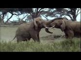 The Elephant Documentary