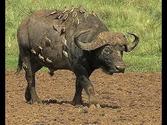 Saving the Cape Buffalo of South Africa (Full Documentary)