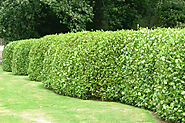Professional Hedge Maintenance Services by SG Tree Services