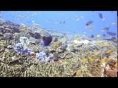 Diving Office reef, Tofo beach Inhambane, Mozambique, 03May2014
