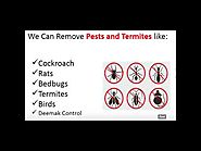 Pest Control Services in delhi