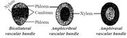 Talk to us about Bicollateral vascular bundle