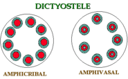 Tell us about Amphicribal vascular bundle in brief