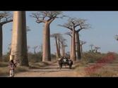 Visit Kirindy Baobab Avenue in Madagascar - Giant Baobab trees