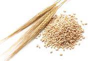 Supergrain: Barley