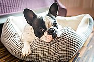 What is the best dog bed for your pooch? - Purfect Pet Accessories