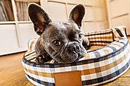 How to Choose the Best Bed for Your Pet - Purfect Pet Accessories