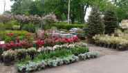 Springlake Nursery