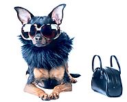 What are the most popular pet fashion accessories in 2019? - Purfect Pet Accessories