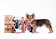 A Complete Guide to Pet Accessories - Purfect Pet Accessories