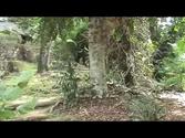 Botanical Gardens / Victoria - Seychelles: 30/7/12
