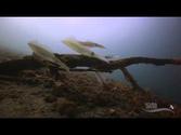 Dive Highlights of Alor (Indonesia) by the Scuba Diver Life crew!