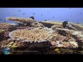 HEALTHY CORAL HOUSE REEF ALOR INDONESIA