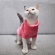 Cat Clothing Winter Autumn
