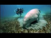 Scuba Diving Andaman & Nicobar Islands, India Underwater HD Video by Freedom Divers, Phuket