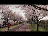 Cherry blossom Busan, S. Korea