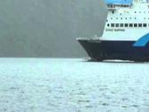 Dolphins in front of the Strait Shipping ferry
