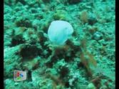 Scuba Diving Paradise in the Lembeh Straits