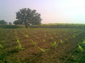 In brief, talk about the key advantages of drip irrigation