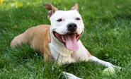 The Real History of Pit Bulls Might Surprise You