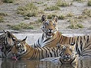 Tiger Safari in India including Bandhavgarh, Kanha, Pench