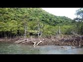 Mangrove forest on Iriomote Island (Southern Japan)