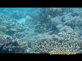corals of jaco island,east timor