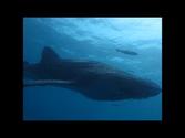 Karimun Jawa Island Whale Shark - sept 2013 ( INDONESIA )