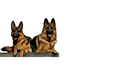 Trained German Shepherd Protection Dogs for Sale in California – Top Shepherd Kennel