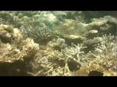 Maldives Snorkeling - Kuda Bandos
