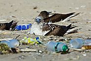 ¿Cómo llega el plástico a los océanos y qué sucede entonces? - ES | Greenpeace España