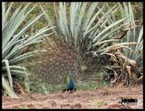 "Wild Rangers" Trip to Chincholi Morachi-Ranjan Khalge-Ahmednagar Fort on 12-13 Jul 2014