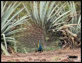 "Wild Rangers" Trip to Chincholi Morachi-Ranjan Khalge-Ahmednagar Fort on 12-13 Jul 2014