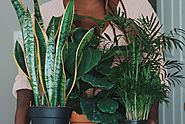 Snake plant: beautify your office with snake plants + plant care tips & tricks