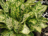 Dieffenbachia: How to Care for and Grow Your Dumb Cane Plant |