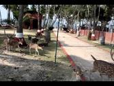Trip to Port Blair, Andamans Islands, India