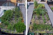 How to Start a Green Roof Garden
