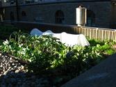 Creating Your Own Rooftop Garden