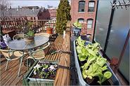 How to plant an urban vegetable garden - Boston.com