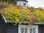 How to Build a Rooftop Garden