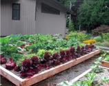 How to Build an Edible Rooftop Garden - Garden Therapy
