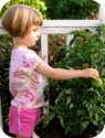 The Farmer's Garden - Buy, sell or trade your excess backyard produce, gardening tools or garden space. Free registra...