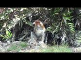Malaysia Borneo Sabah Sandakan Labuk Bay Proboscis Monkeys