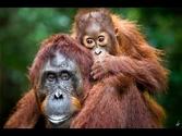 Camp Leakey Tanjung Puting National Park!!! Orangutan Borneo 2012